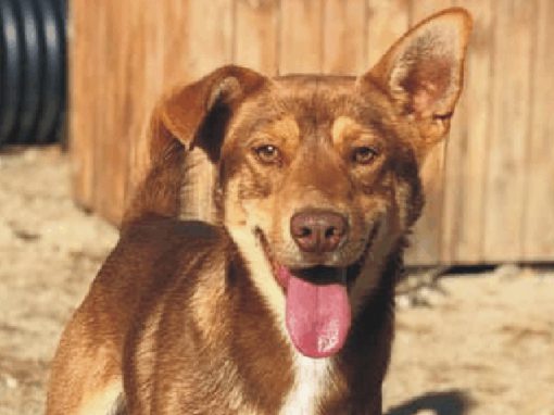 DINGO